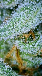 IMG_2815