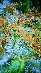 IMG_2852