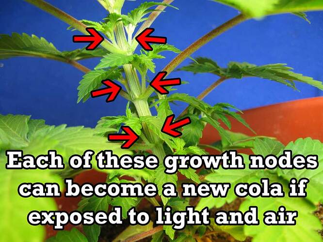 growth-nodes-become-colas..--