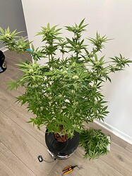 IMG_2337