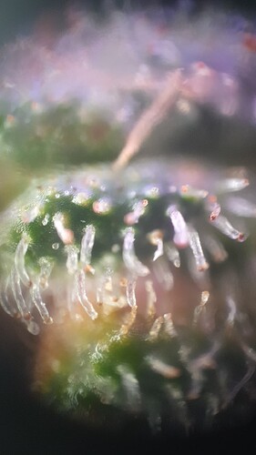 TINYSCOPE_20221016192859529