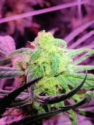 IMG_20220217_111336