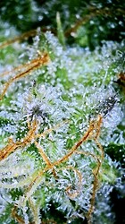 IMG_2842