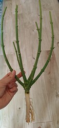 IMG_20220303_132916__01