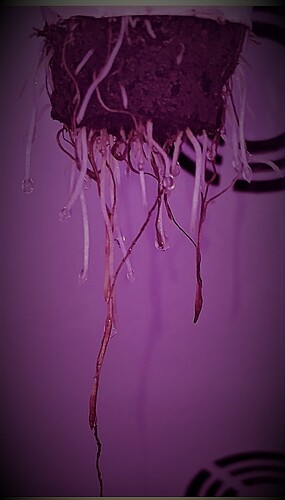 Dr-nightmare_Share_Roots..~~ (2)