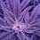 Dank-n-Dabby